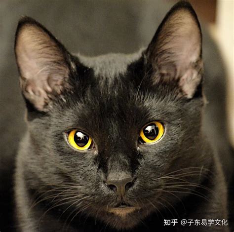 黑猫进家|黑猫进屋是什么征兆